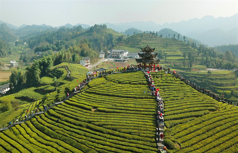 4延伸“茶”鏈條——茶園變旅游景區(qū)助力扶貧.jpg