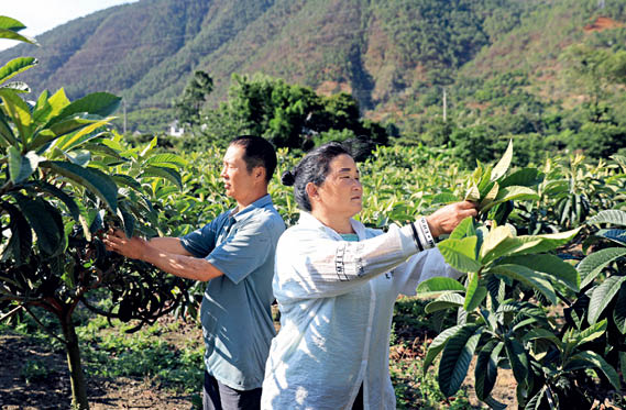 涼山州德昌縣樂躍鎮(zhèn)高豐村村民在給枇杷樹定枝___中新社記者_王磊_攝.jpg